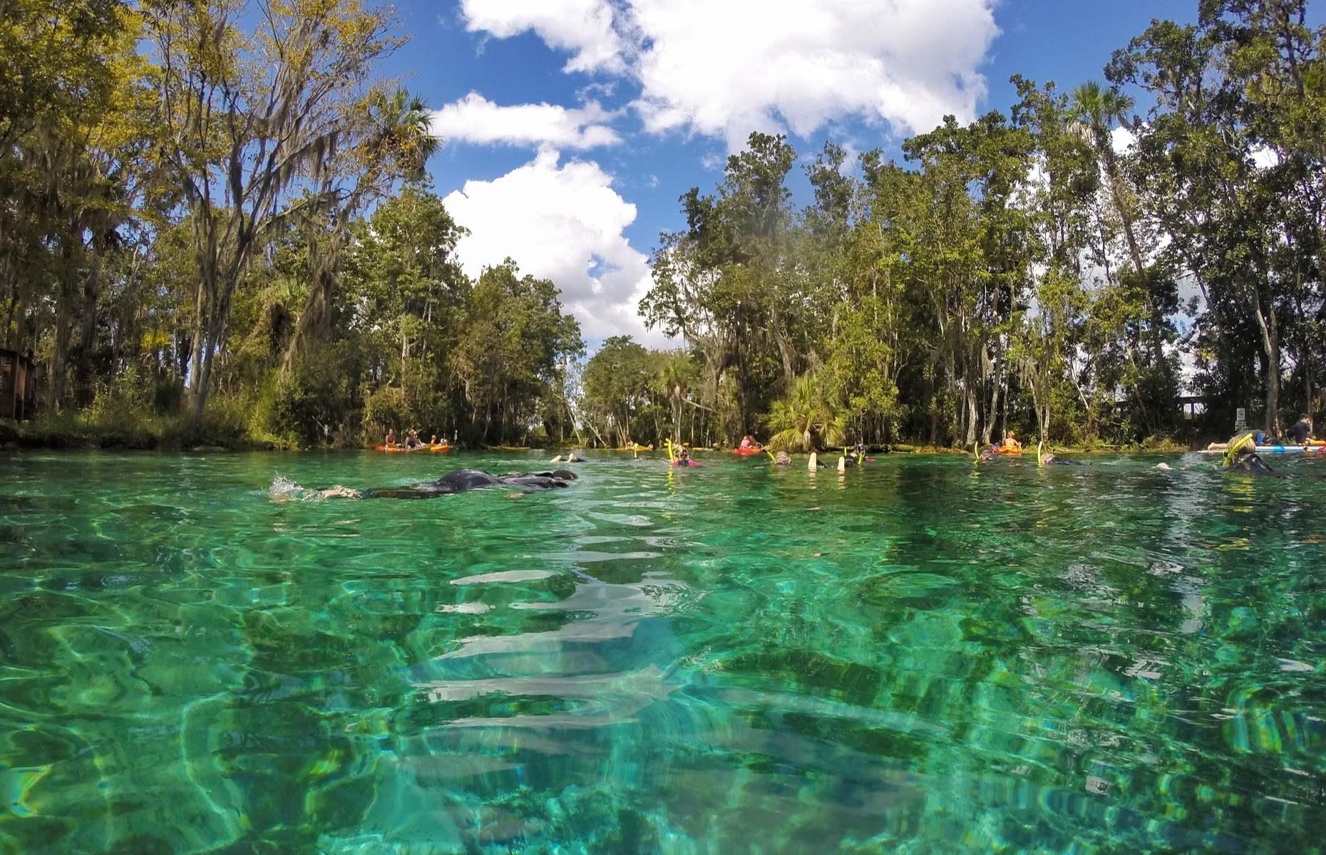 In cooler months manatees flock to the balmy natural springs around Crystal River, a small city that’s roughly a 90-minute drive north of Tampa on Florida’s west coast. Aside from swimming with these beautiful creatures in their natural habitat – at the only place in the US where it’s legal to do so – tourists can swim in the crystal-clear waters of the springs, or enjoy paddleboarding or kayaking.