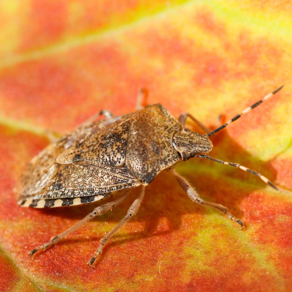 7-best-stink-bug-repellent-options-to-get-rid-of-the-pests-and-keep