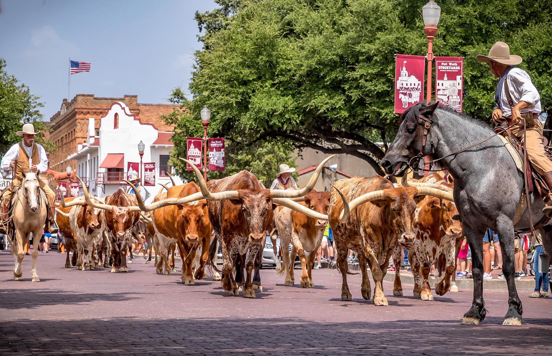 <p>If you happen to be in <a href="https://www.fortworthstockyards.org/">Fort Worth's Stockyards</a> at 11.30am and 4pm and see cattle roaming along East Exchange Avenue, there’s no need to be alarmed. Fort Worth’s herd of Texas longhorns at the city’s Stockyards is the only twice daily cattle drive in the world. And it’s managed by authentic Texan cowhands too. </p>  <p><strong><a href="https://www.loveexploring.com/gallerylist/82591/back-to-nature-amazing-animal-encounters-in-every-state">Discover more amazing animal encounters in every state</a></strong></p>
