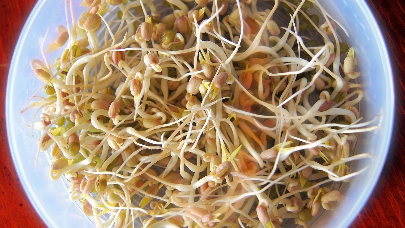 Соевые рецепты. Ростки семена проростки. Sprouts (soybean or mung Bean). Ростки сои польза. Рецепт фарш с проростками гороха.