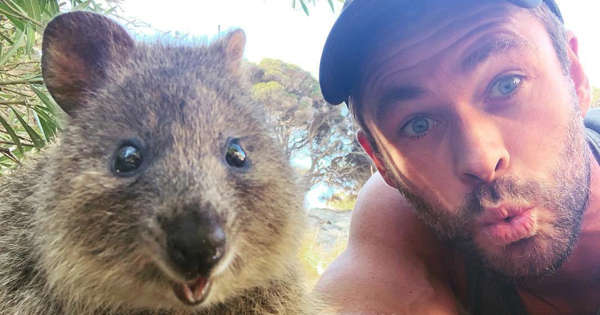 20 facts about the quokka, the happiest-looking animal in the world