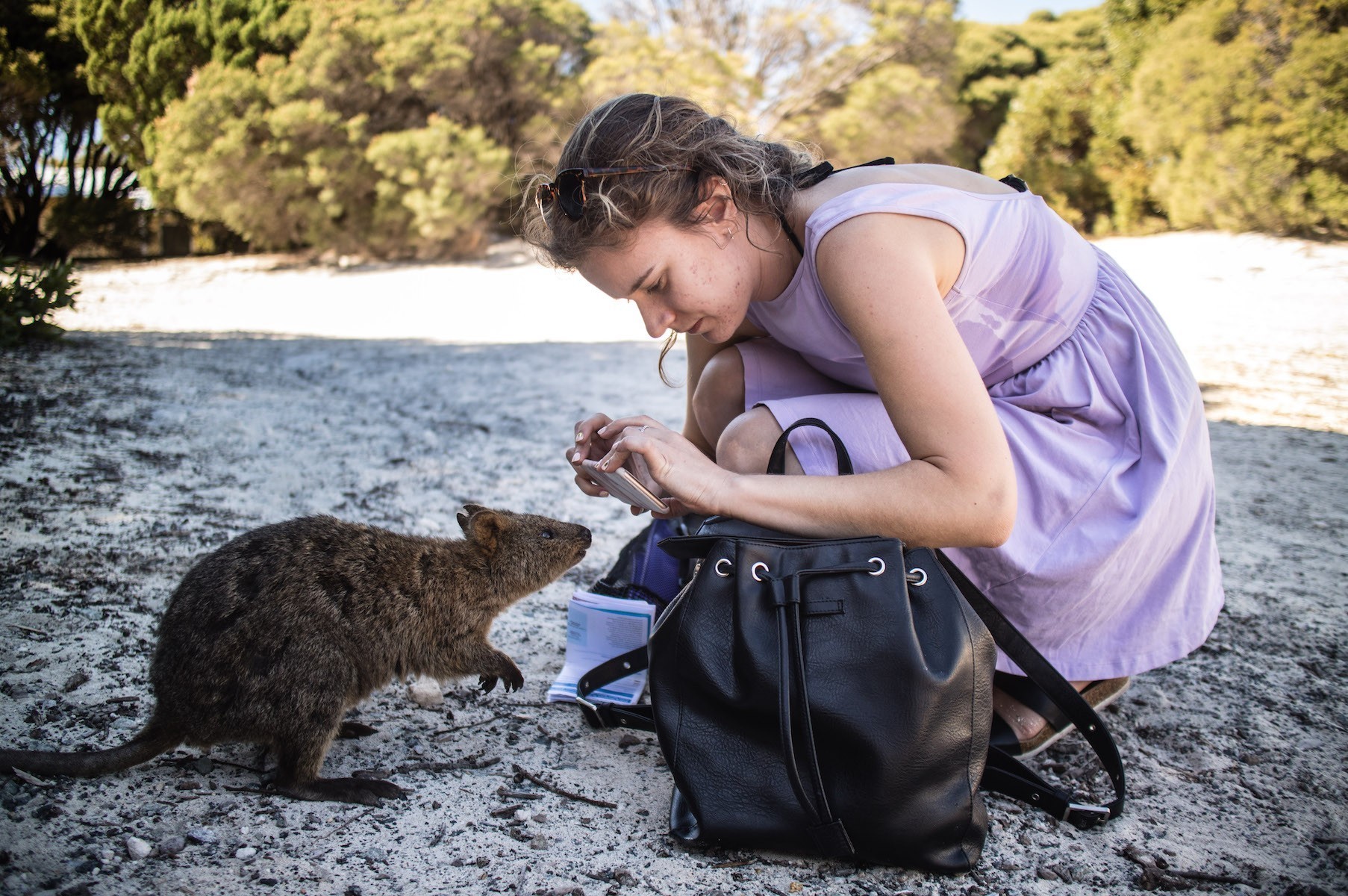 20 facts about the quokka, the happiest-looking animal in the world