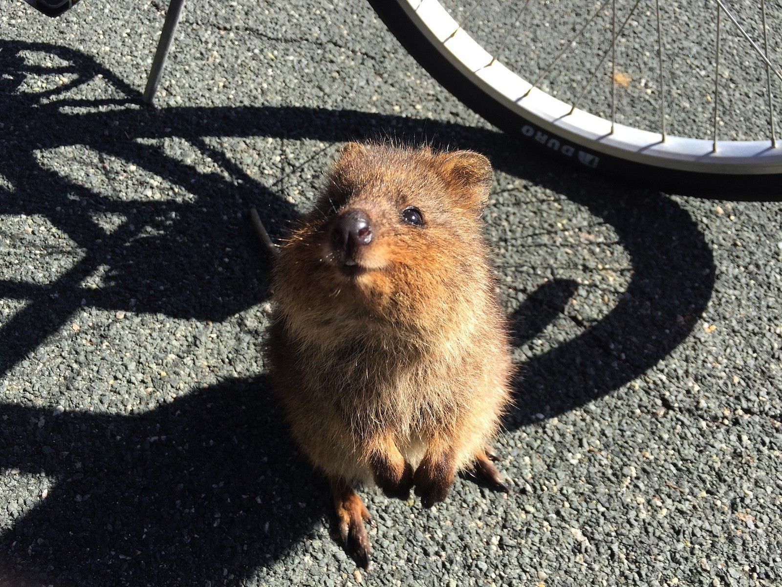 20 facts about the quokka, the happiest-looking animal in the world