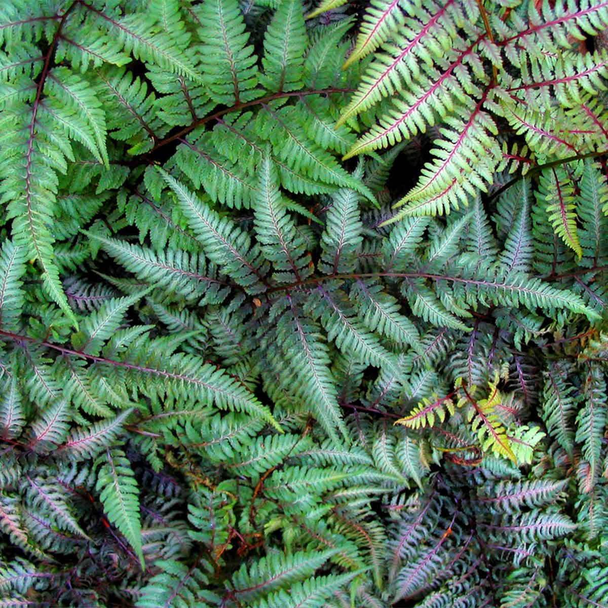 colorful-shade-plants-to-brighten-up-your-garden