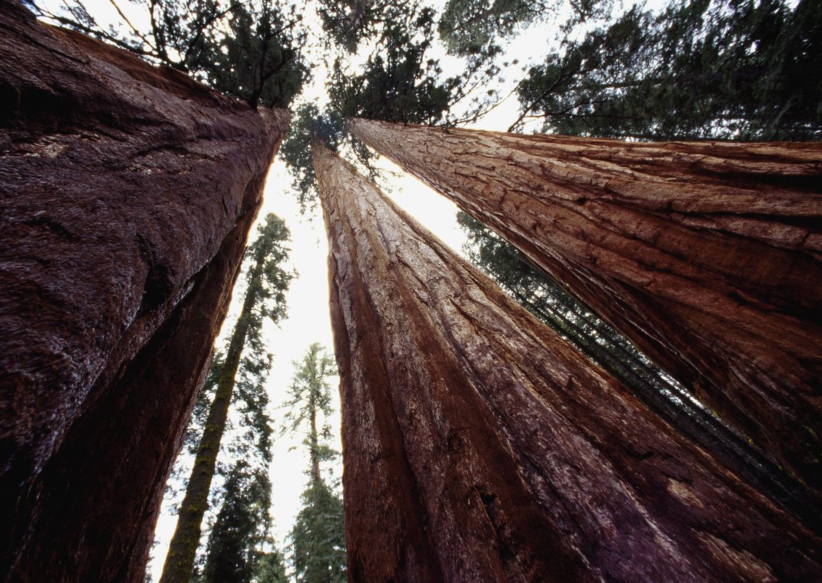 <p>You've heard of California's renowned redwoods, but did you know about its sequoias? While redwood trees stand as the tallest trees in the world, sequoias are the largest. The <a href="http://www.livescience.com/39461-sequoias-redwood-trees.html">biggest sequoia in the world</a>, a tree fondly known as General Sherman, can be found in the state's Sequoia National Park. Believe it or not, General Sherman is 275 feet tall, 102 feet wide, and weighs 2.7 million pounds.</p>