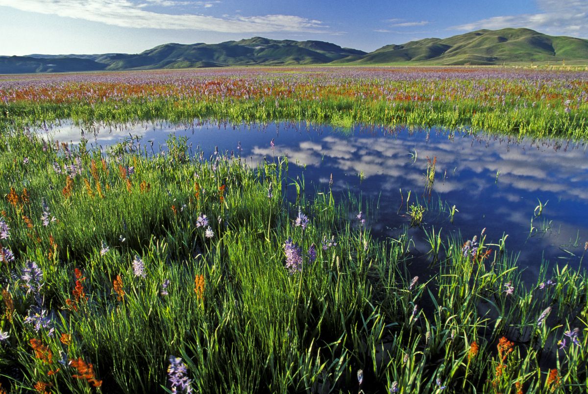 <p>From April to June, Idaho's <a href="https://fishandgame.idaho.gov/ifwis/ibt/site.aspx?id=77">Camas Prairie Centennial Marsh</a> is the epitome of a wildlife sanctuary. The Camas Creek is completely filled, a field of purple camas lilies begins to bloom, and <a href="https://visitidaho.org/things-to-do/wildlife-viewing-birding/camas-prairie-centennial-marsh-wildlife-management-area/">waterfowl flock</a> to the marshy area. Consider this spot a must-see if you enjoy bird-watching.</p>