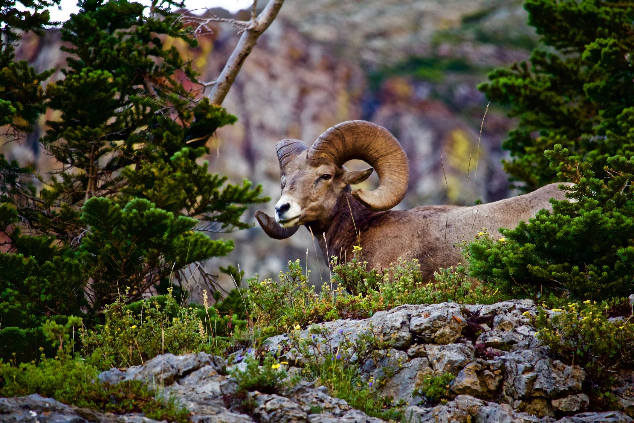 Slide 21 of 41: You can find many Rocky Mountain Bighorn Ram in the park's forests.