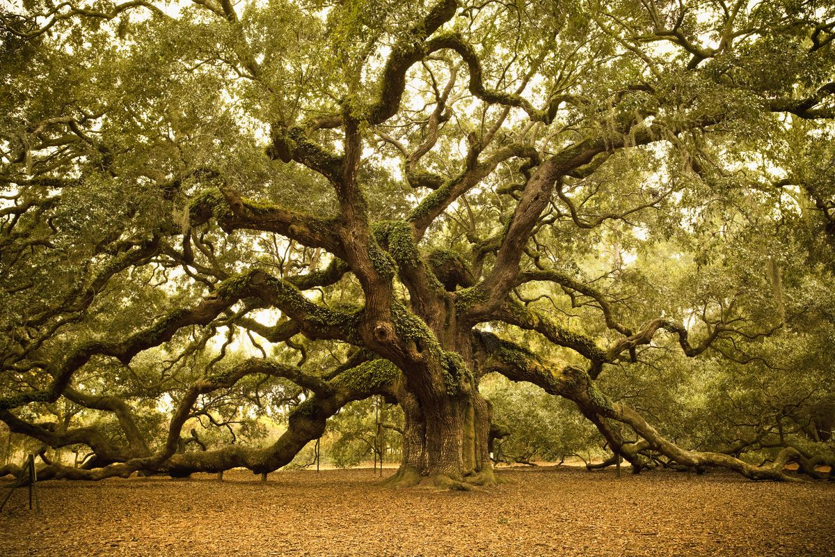 <p>Located on Johns Island, the massive live <a href="http://www.angeloaktree.com/">Angel Oak</a> is a sight for any traveler to behold. Estimated to be somewhere between 400 and 500 years old, the oak is 66.5 feet tall, produces 17,200 square feet of shade and serves as the perfect stop on the way to a vacation on Kiawah and Seabrook Islands.</p>