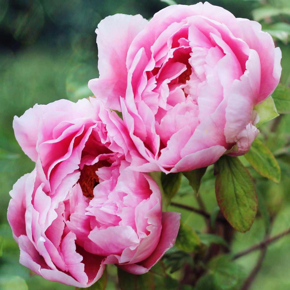 11 LowMaintenance Flowers You (Practically) Can’t Kill