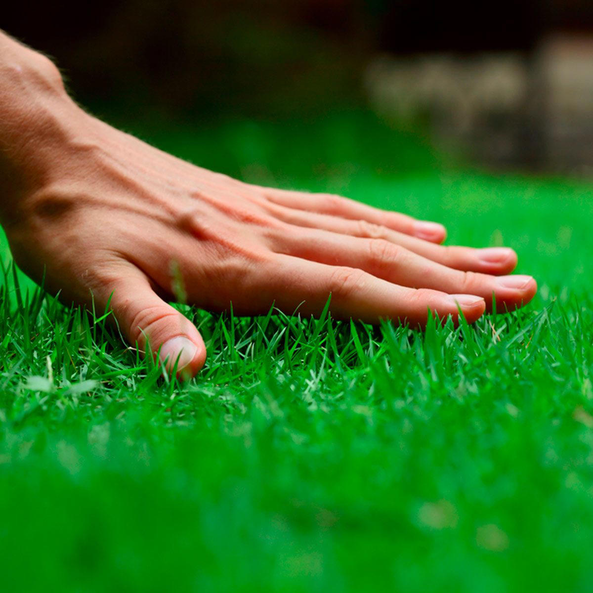 7 Organic Lawn Care Tips To Try This Year