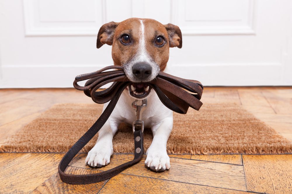 <p>One HOA mandated that dogs be walked on leases of a specific length — any longer or shorter would warrant a call by the HOA to animal control and a threat to take your dog away!</p>