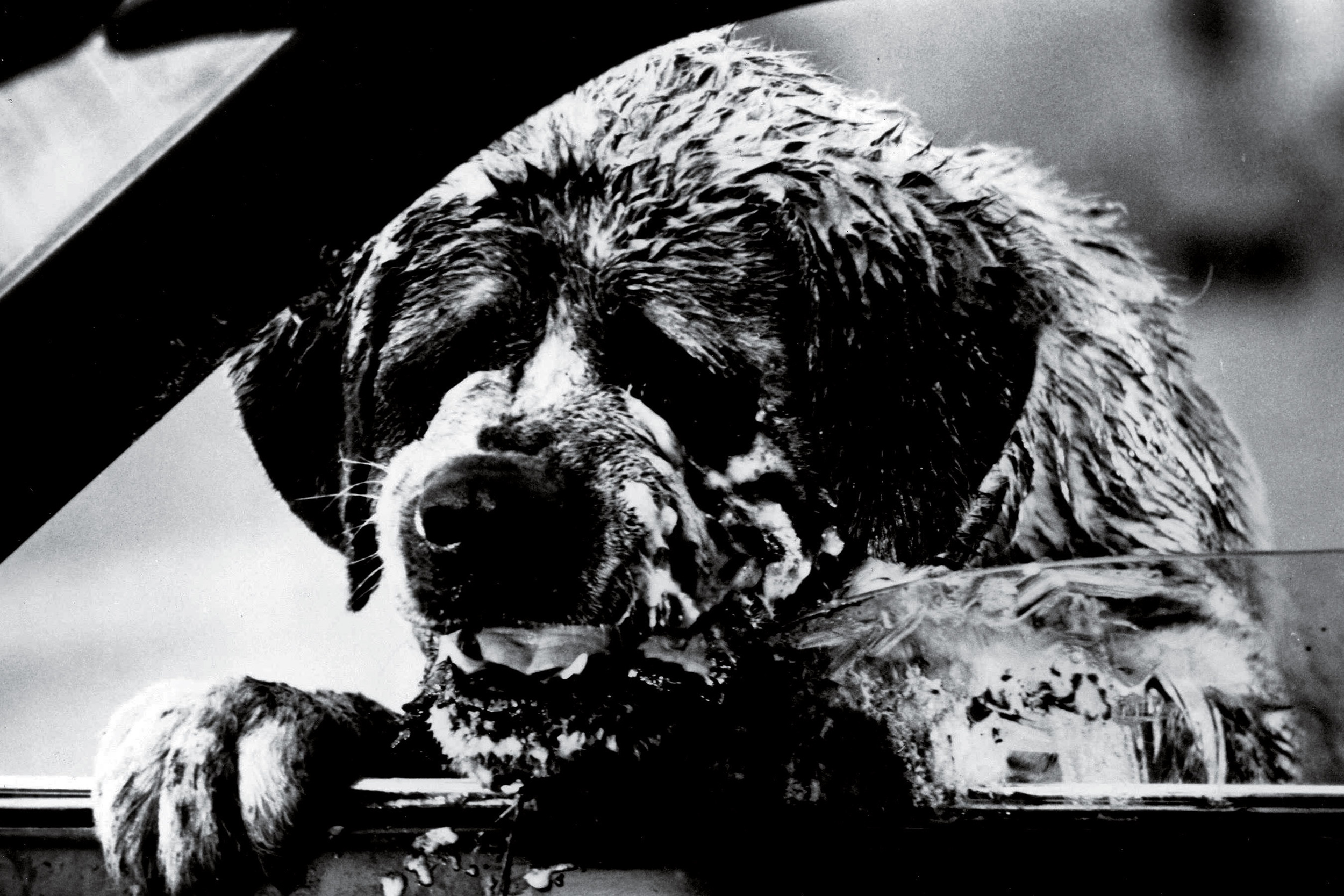 <p>Not all the dogs in this list need to be well-behaved, and Cujo is, without a doubt, our favorite bad dog. Based on the 1981 Stephen King horror novel of the same name, “Cujo” has been cited as one of the <a href="https://www.rollingstone.com/culture/culture-features/stephen-king-the-rolling-stone-interview-191529/" rel="noopener noreferrer">author’s favorite adaptations of his work</a>, along with "The Shawshank Redemption" and "Stand By Me." </p>