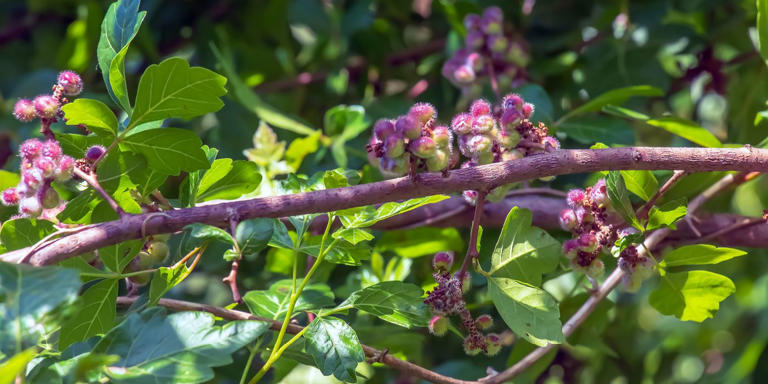 Discover the Diversity: 8 Sumac Tree Varieties for Your Landscape