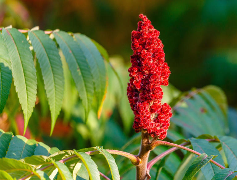 Discover the Diversity: 8 Sumac Tree Varieties for Your Landscape