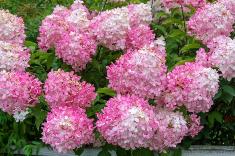 7 Types of Hydrangea Commonly Grown in Gardens