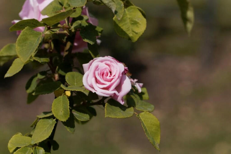 12 Best Thornless Climbing Roses for a Pain-Free Garden