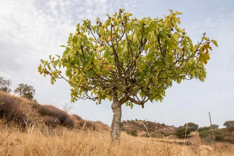 Fig Tree Meaning, Symbolism, and Cultural Significance