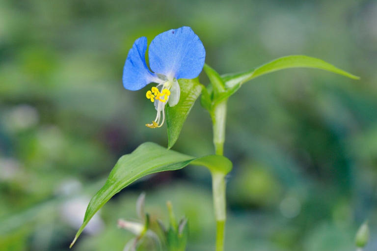 Dayflowers (Commelina) are often overlooked, even in their native range. These flowering plants have a unique way of growing that...
