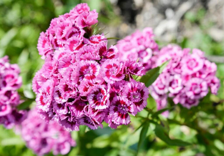 Best Soil Types For Carnations To Thrive In Your Garden