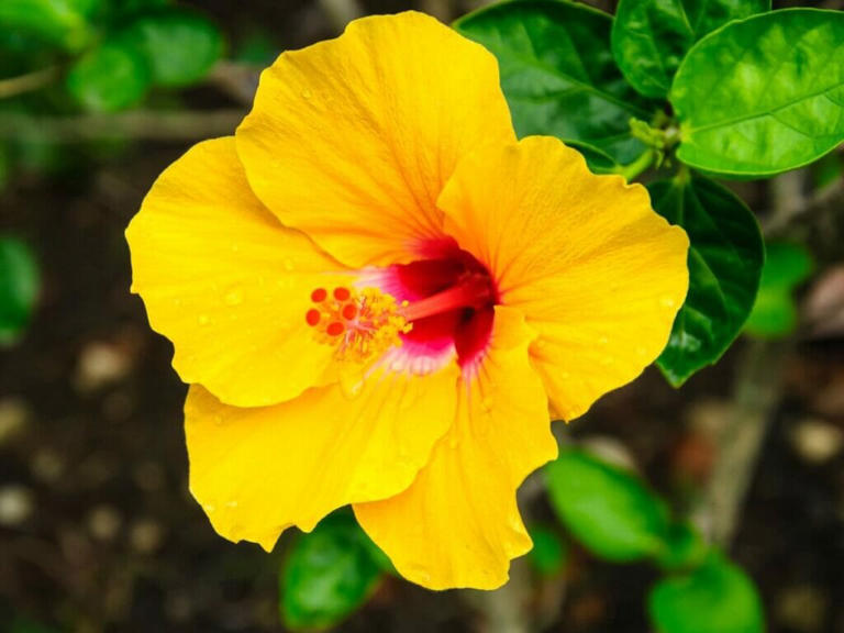 Hibiscus Habitat Guide: Native Ranges & Perfect Growing Zones