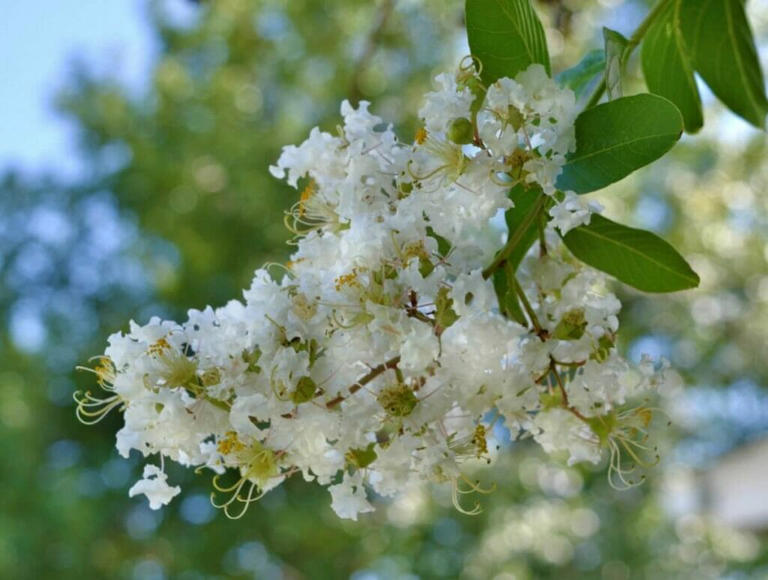 The Signature Scent of Crape Myrtle Explained