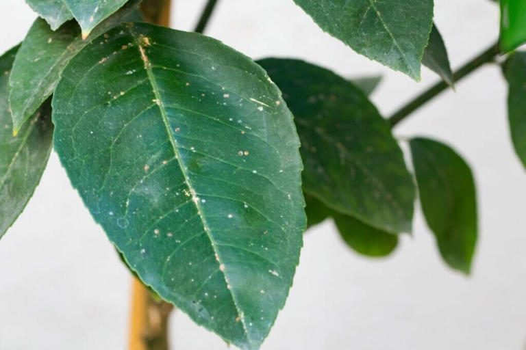 7 Common ZZ Plant Pests (and How to Deal With Them)