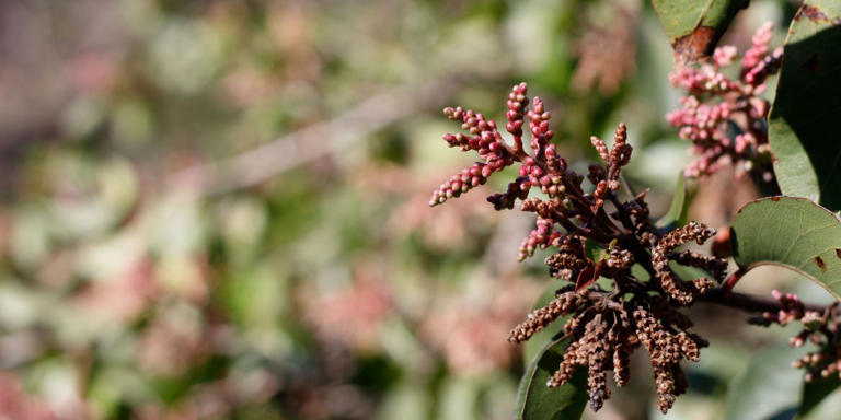 Discover the Diversity: 8 Sumac Tree Varieties for Your Landscape