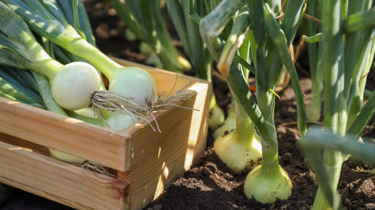 I grew hundreds of onions every year – here’s what I learned about when ...