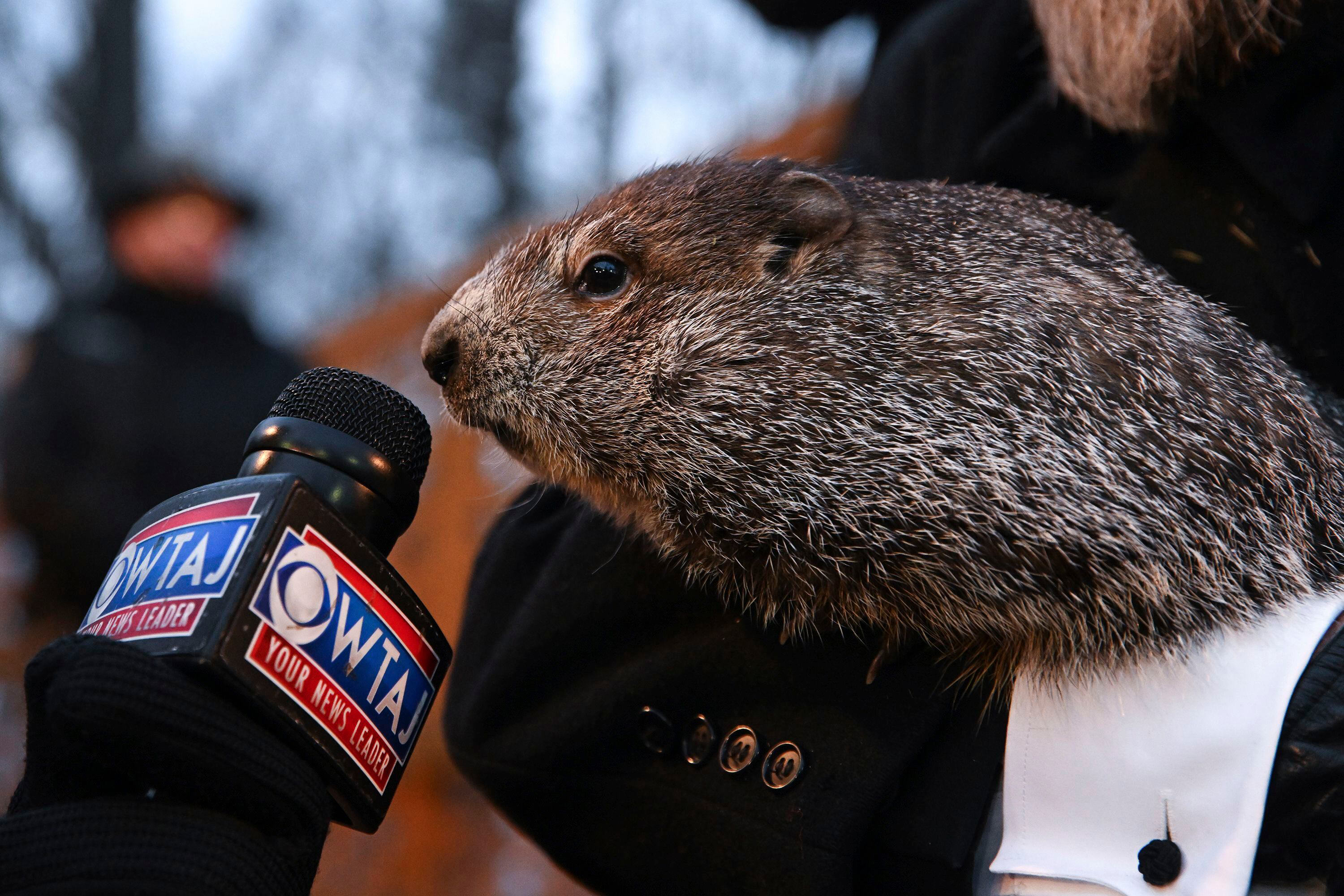 Groundhog Day 2024 What is it and who is Punxsutawney Phil? Slice of