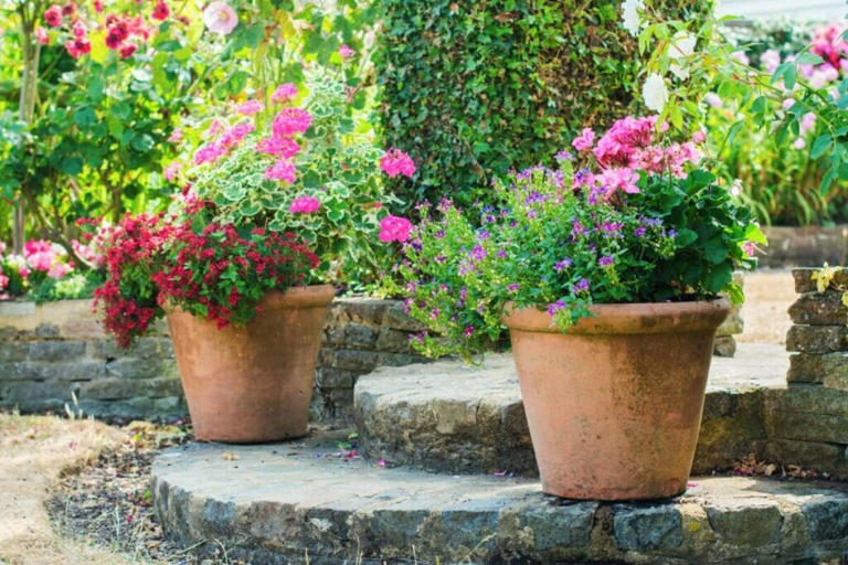 Best Soil Mix For Potted Roses To Thrive In Your Garden