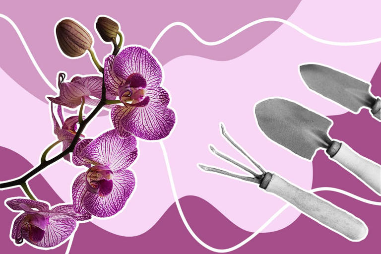 How to Prune and Trim Orchids at Home