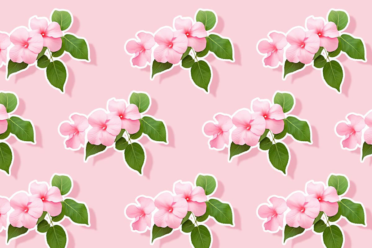 Impatiens Flower Meaning, Symbolism, Uses, and Growing Tips