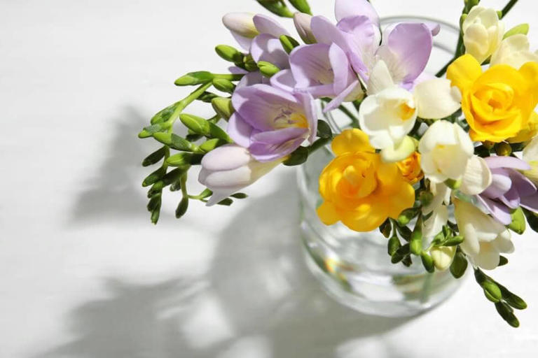 A glass vase filled with colorful freesia flowers
