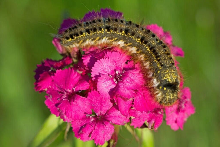 10 Common Carnation Pests And How To Deal With Them