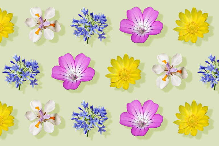 50 Stunning Flowers That Start With The Letter A
