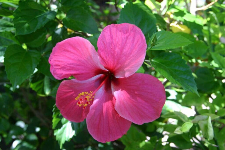 Can Hibiscus Plants Flower in Fully Shaded Gardens?