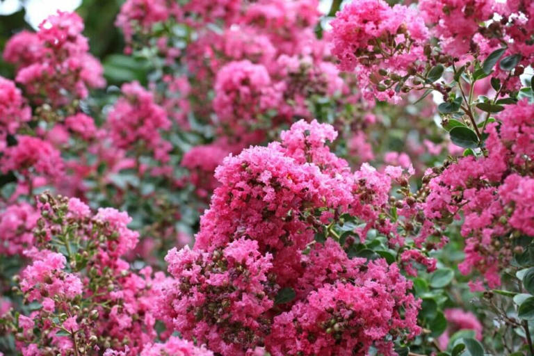 How to Prune and Trim Crape Myrtles in Your Garden