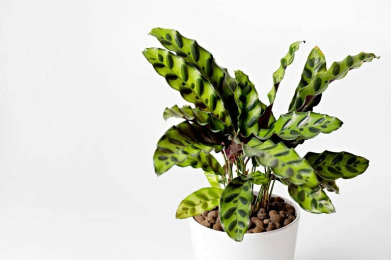 20 Stunning Types of Calathea Plants to Grow at Home