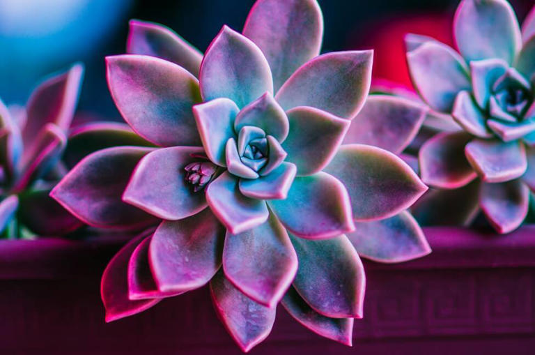 25 Unique Purple Houseplants And How To Grow Them