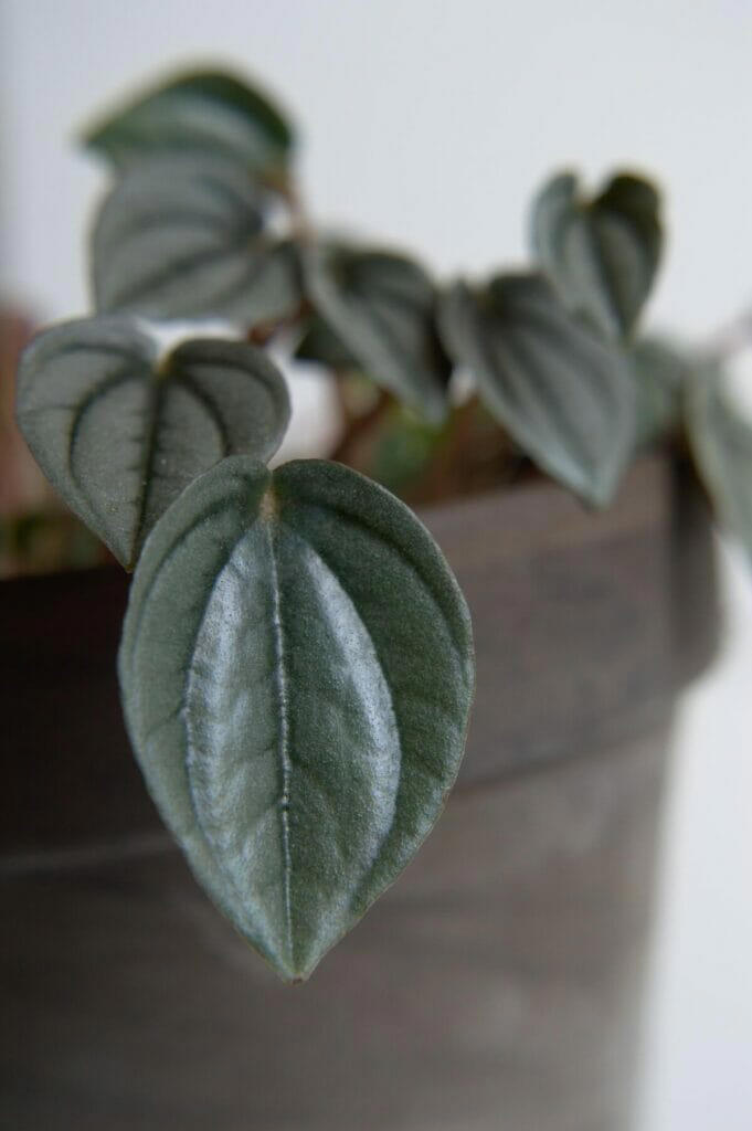 23 Amazing Types Of Peperomia Plants To Grow At Home