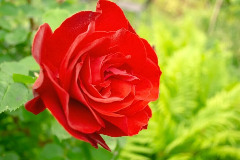 How To Press Roses 3 Fun And Easy Methods   BB1gW0z3.img