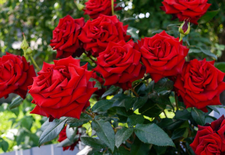 Best Soil Types for Garden Roses to Thrive