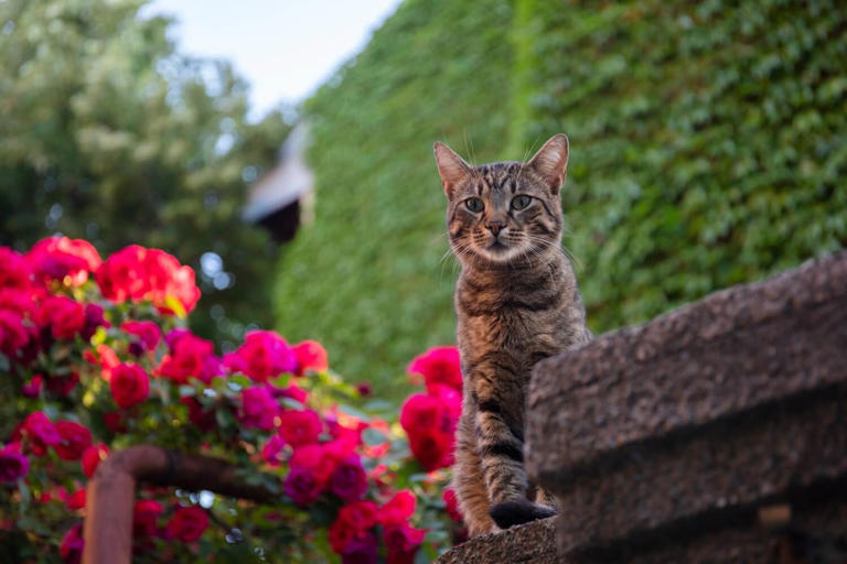 Are Roses Toxic to Cats? An Essential Guide for Pet Owners