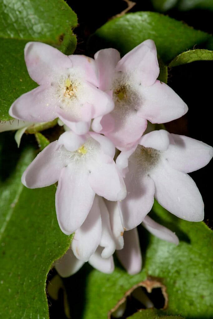 From Forest Floor to Folklore: The Mystical Meaning of the Arbutus Flower