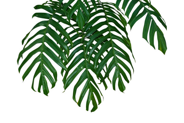 12 Best Monstera Varieties to Grow at Home