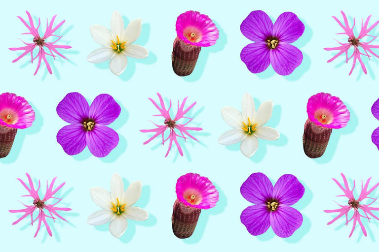 Flowers That Start With The Letter 'R': 50 Beautiful Varieties to Admire