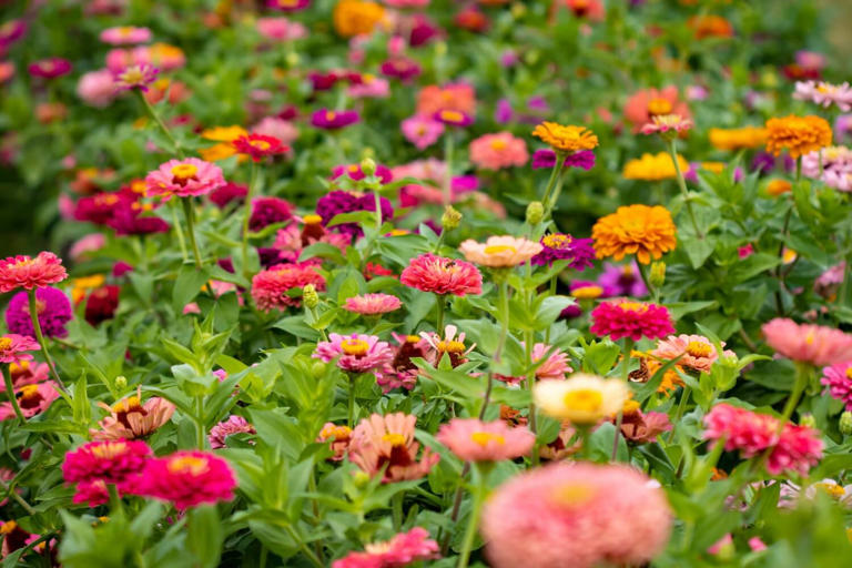 10 Best Companion Plants For Zinnia Flowers