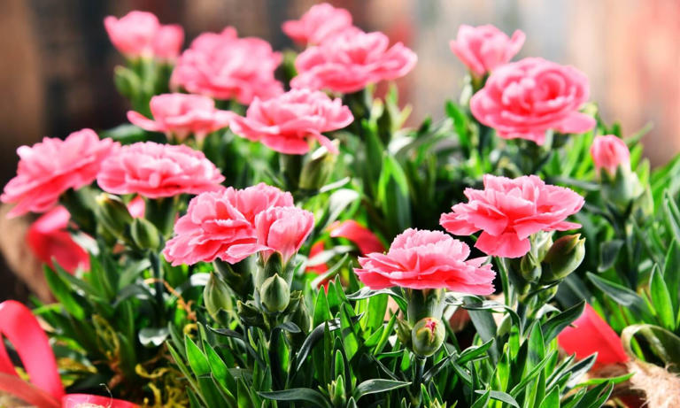 Are Carnation Flowers Edible?