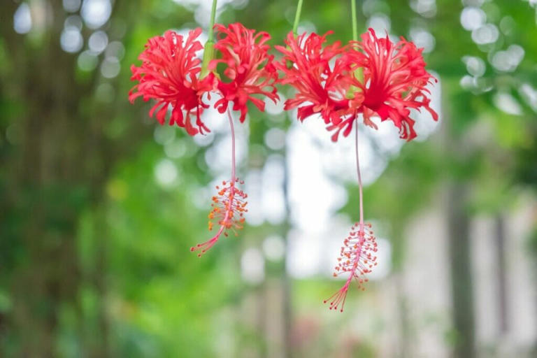 14 Beautiful Types Of Red Hibiscus Flowers