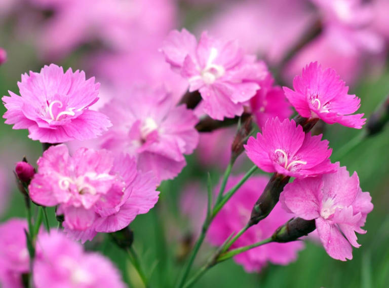 How Tall and Wide Do Carnation Flowers Grow?